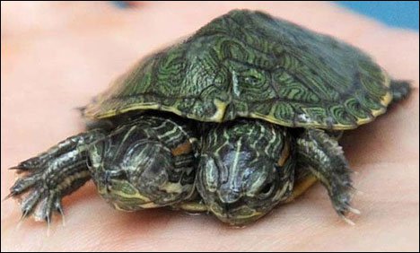 ٹیکساس کے چڑیا گھر میں دو سر والا کچھوا نمائش کے لیے پیش