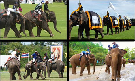 تھائی لینڈ میں ہاتھیوں کے13ویں سالانہ پولو ٹورنامنٹ کا آغاز
