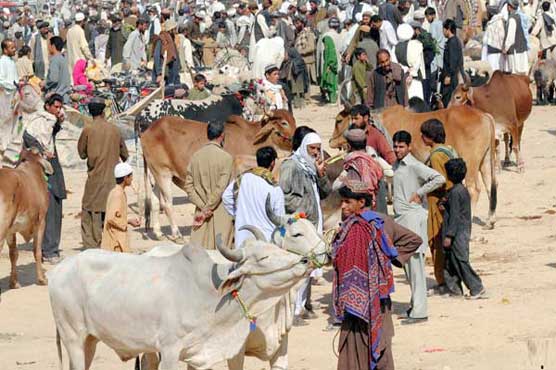 کوئٹہ میں بکر منڈی سج گئی، مہنگائی کی وجہ سے گاہک ناپید