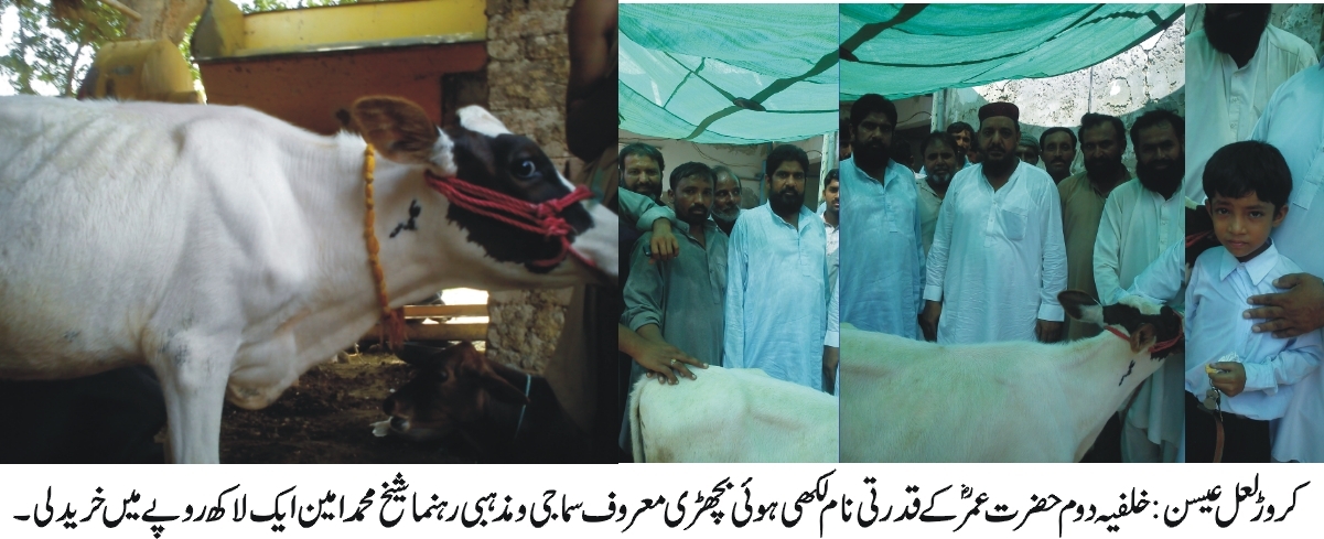 بچھڑی کی گردن پر مراد رسول خلیفہ دوم حضرت عمر کا نام واضح