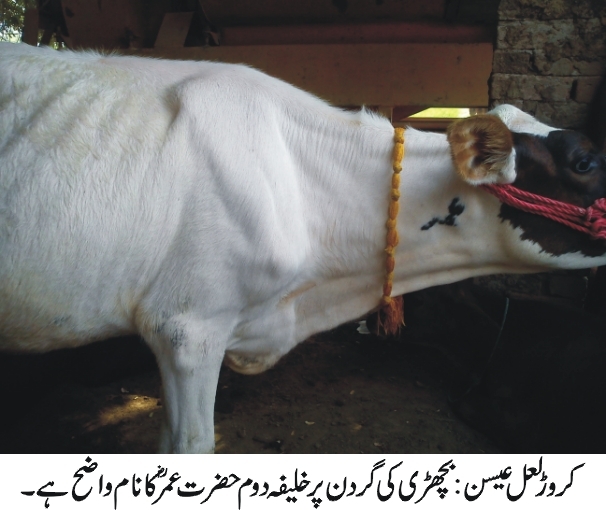 بچھڑی کی گردن پر خلیفہ دوم حضرت عمر کا نام