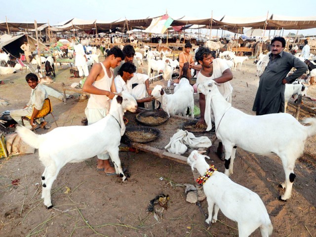 مویشی منڈی میں بھتے اور رشوت وصولی پر شکایتی مرکز قائم