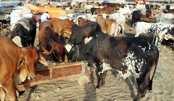 پابندی کے باوجود ریلوے اراضی پر 23 مویشی منڈیاں قائم