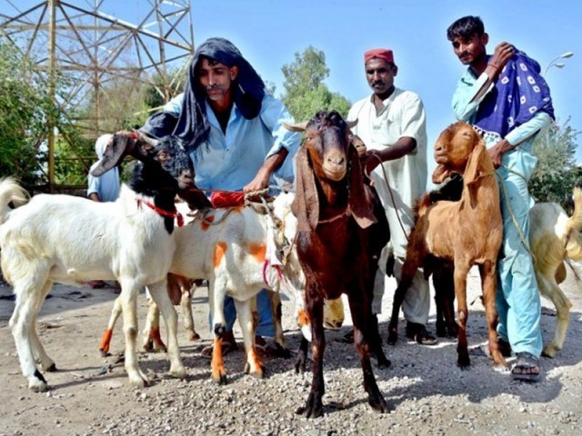شہر میں غیر قانونی مویشی منڈیاں قائم، مکین پریشان