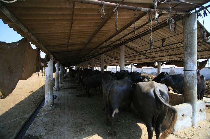 5 وارداتوں میں کار چوری 2 زمینداروں کے مویشی چوری