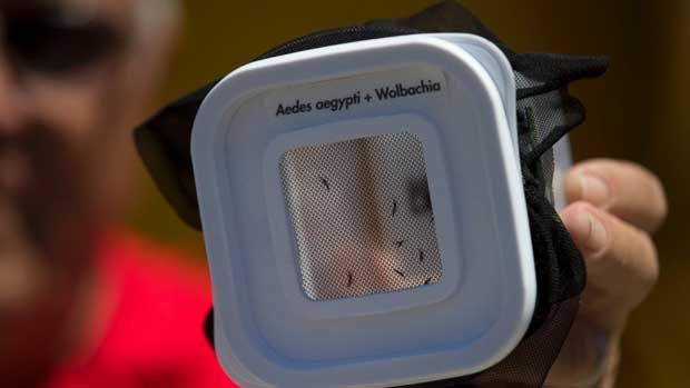 ’اچھے‘ مچھروں کے ذریعے ڈینگی بخار پر کنٹرول کا تجربہ