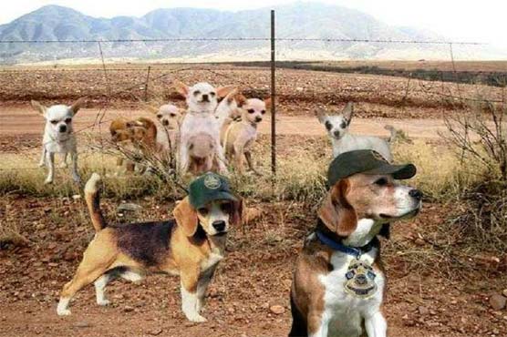 بھارت لائن آف کنٹرول کی نگرانی میں اب کتے استعمال کرے گا