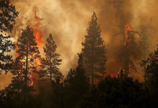 Fire Trees California