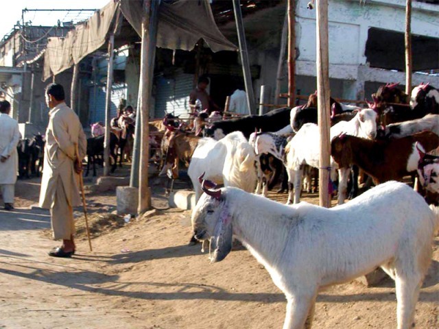 سپر ہائی وے بکرا منڈی میں غیر متعلقہ افراد کی من مانی سے بیوپاری پریشان