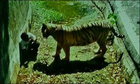 نئی دہلی : چڑیا گھر میں شیر کا حملہ،17سالہ طالب علم ہلاک