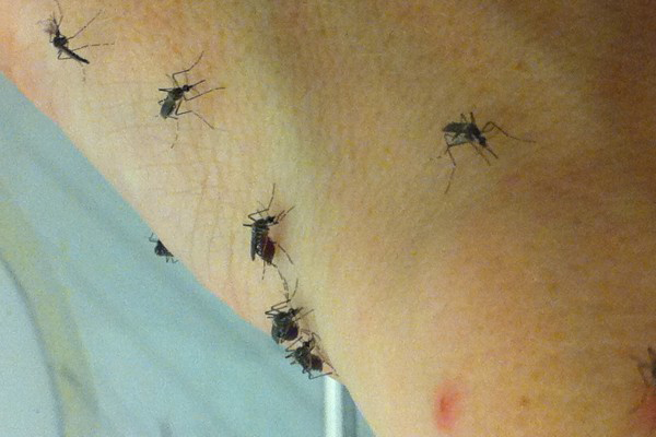 جیلوں میں مچھروں کی بھرمار , قیدیوں کیلئے وقت گزارنا مزید دشوار