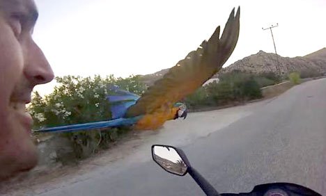 ریس لگانے کا شوقین طوطا