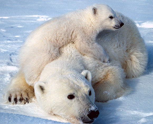 Polar Bear