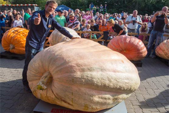 دنیا کا سب سے وزنی کدو سوئس مالی نے پیدا کر ڈالا