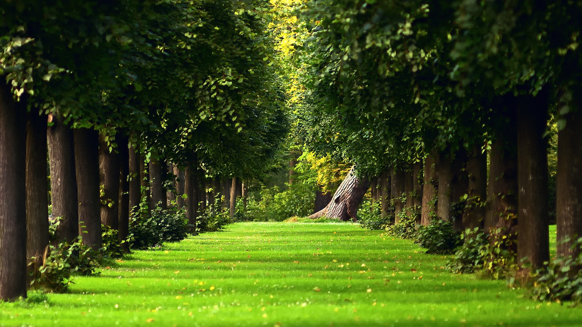 درخت نہ کاٹنے کے عوض لائبیریا کے لئے ناروے کی مالی امداد