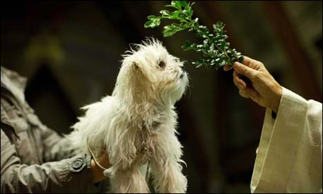 منیلا اور لیما میں سیکڑوں افراد جا نوروں پر دم کر وایا