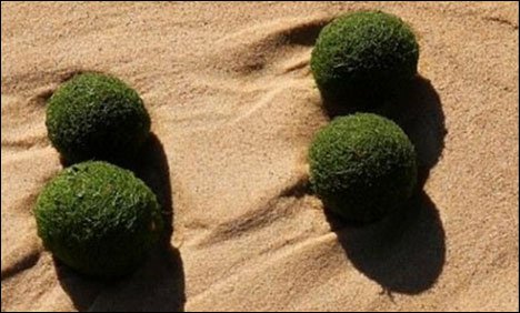 سڈنی کے ساحل پر عجیب و غریب ہرے رنگ کی بالز، شہری پریشان