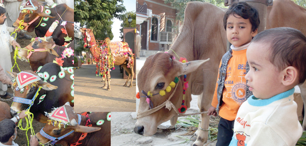 قربانی کے جانوروں کی خریداری عروج پر بچوں‌ کی عید دوبالا