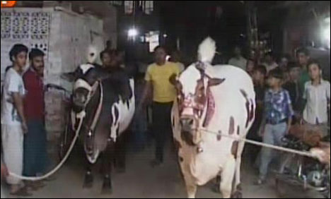 حیدرآباد : ملکہ اور حور کی جوڑی کی قیمت صرف 50 لاکھ