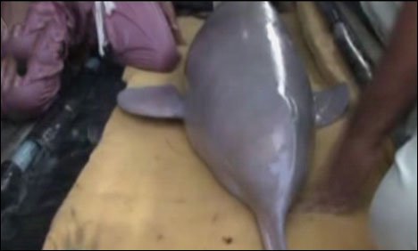 سکھر کینال میں آنے والی بلائنڈ ڈولفن کو واپس دریائے سندھ میں چھوڑ دیا گیا