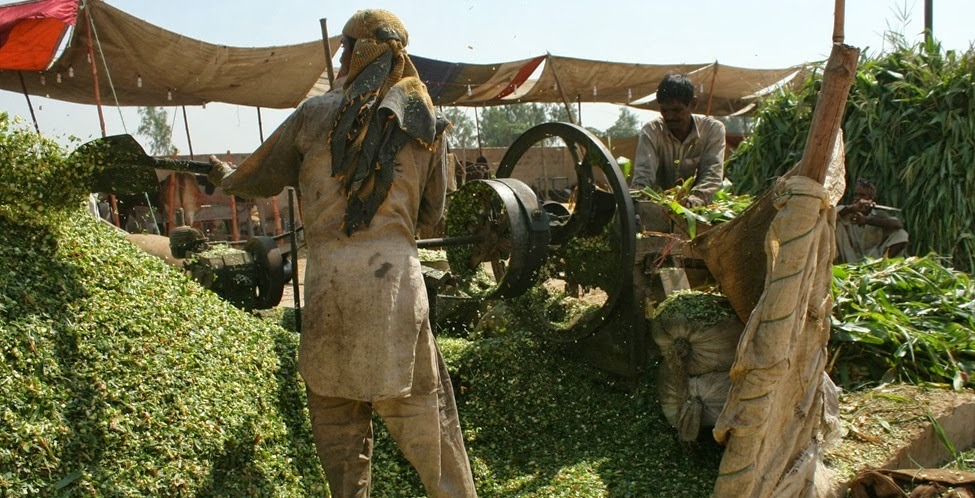 Fodder Price