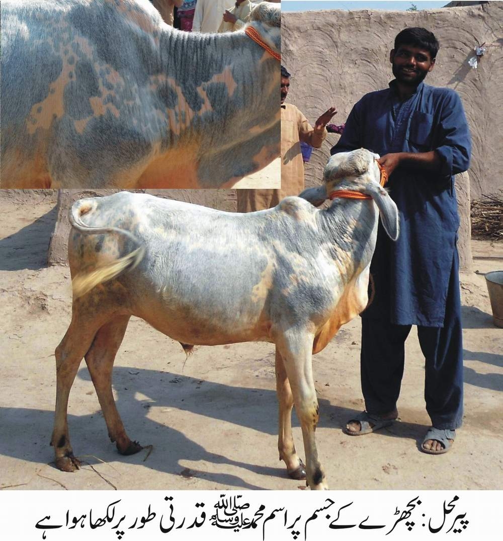 قدرتی طور پر بچھڑے کے جسم پر لکھا ہوا اسم محمد صلی اللہ علیہ وآلہ وسلم