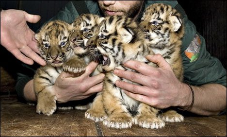 چین کے چڑیا گھر میں سائبیرین ٹائیگر کے 4 بچوں کی پیدائش