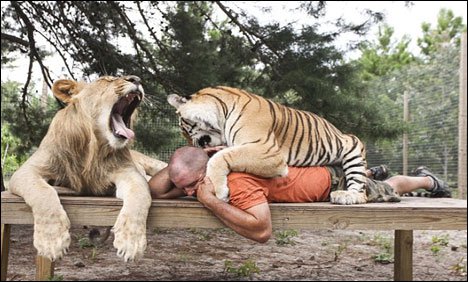 امریکا: 14خوں خوار شیروں کے درمیان رہنے والا شخص