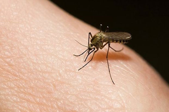 پنجاب ، 24  گھنٹے میں مزید 20 افراد میں ڈینگی کی تصدیق
