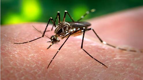 Dengue