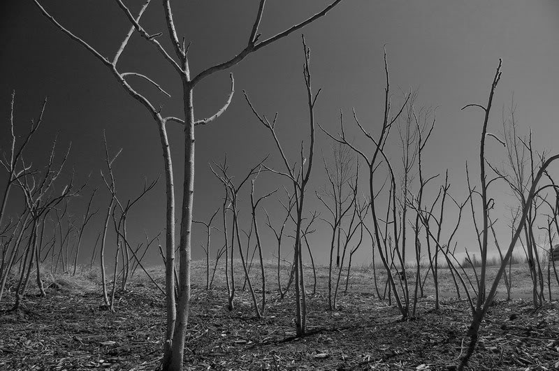 اندھا قانون