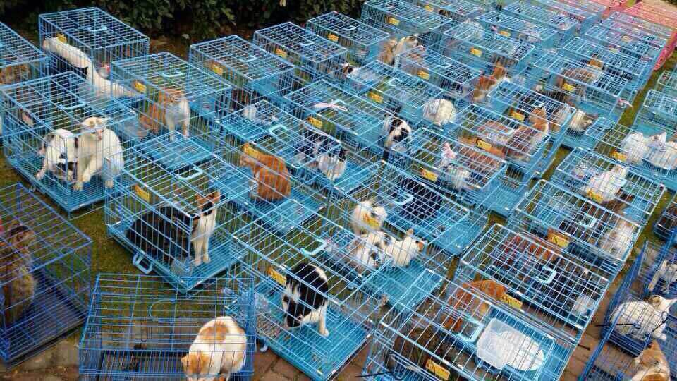 چین میں بلی چور گروہ پکڑا گیا، ایک ہزار بلیاں برآمد