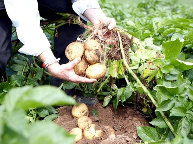 ریگولیٹری ڈیوٹی کا خاتمہ، مقامی طلب اور ایکسپورٹ کا عدم توازن آلو کا بحران پیدا کر سکتا ہے