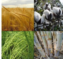 رزعی اجناس کی درآمد سے ملکی زراعت خطرے میں