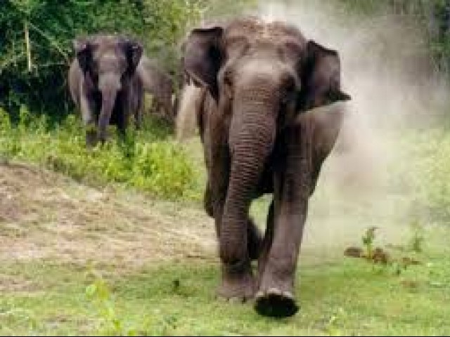 بھارت میں کیمرے کے فلیش سے ناراض ہاتھی نے جوڑے کی جان لے لی
