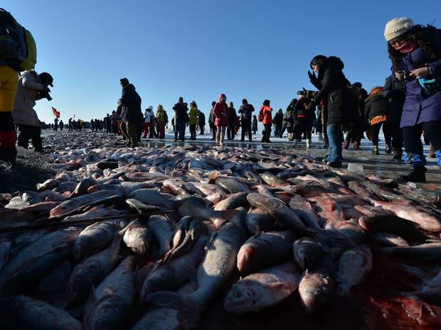 Fish Festival