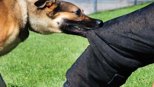 اچھرہ، کتے کے کاٹنے سے 32 افراد زخمی