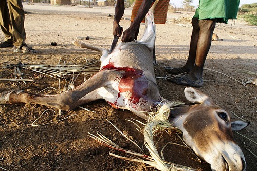 بھکر : مردہ جانور اور گدھوں کا گوشت فروخت کرنے والے گرفتار