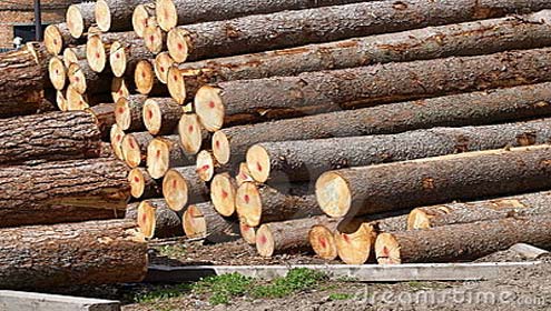 پٹرولنگ پولیس نے لکڑی چوری کی واردات ناکام بنا دی