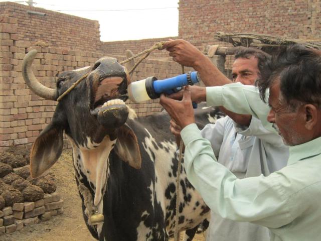 جانوروں کو وبائی امراض سے محفوظ رکھنے کے لئے مربوط و جامع بنیادوں پر ویکسی نیشن کا عمل جاری ہے