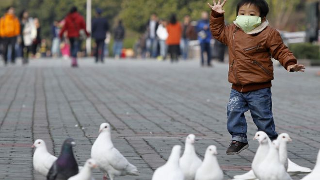 Bird Flu