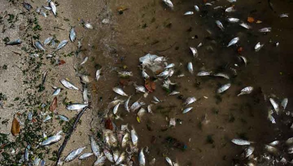 برازیل ساحل پر ہزاروں مردہ مچھلیاں، اولمپکس تیاریوں پر سوالیہ نشان