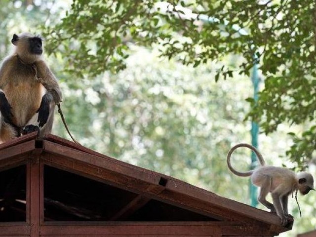بھارت میں لنگور سکیورٹی گارڈ کے فرائض انجام دینے لگے