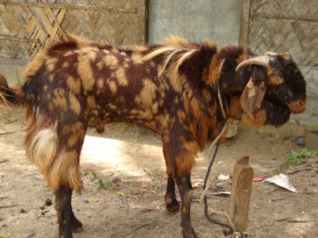 وہ بکرا جسے ڈکیتی کے الزام میں گرفتار کر لیا گیا