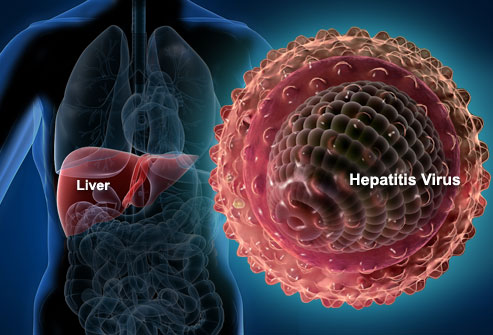 Hepatitis virus