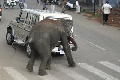 بھارت : دو ماہ میں ہاتھیوں کے حملے سے ہلاکتوں کی تعداد 10 ہو گئی