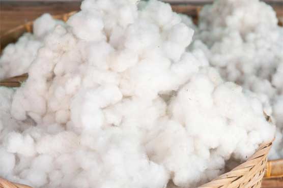 ملکی منڈیوں میں روئی کی آمد بڑھ گئی، حجم تیرہ لاکھ بیلز زائد رہا