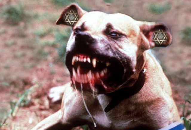 جھنگ کے مختلف علاقوں میں آوارہ ، خارش زدہ، بیمار، باولے، زہریلے کتوں کی بھرمار