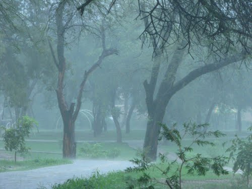 حالیہ بارشوں سے وزیرآباد اور گردونواح میں گندم اور دیگر فصلیں تباہ ہوگئیں