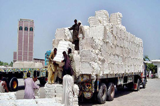 ملک میں روئی کی 1 کروڑ 48 لاکھ بیلز کی ریکارڈ پیداوار